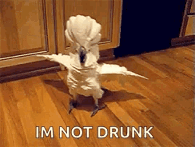 a white cockatoo is standing on a wooden floor with its wings outstretched and the words `` im not drunk '' behind it