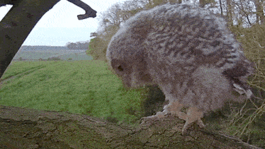 Walking Carefully Tawny Owl GIF - Walking Carefully Tawny Owl Robert E Fuller GIFs