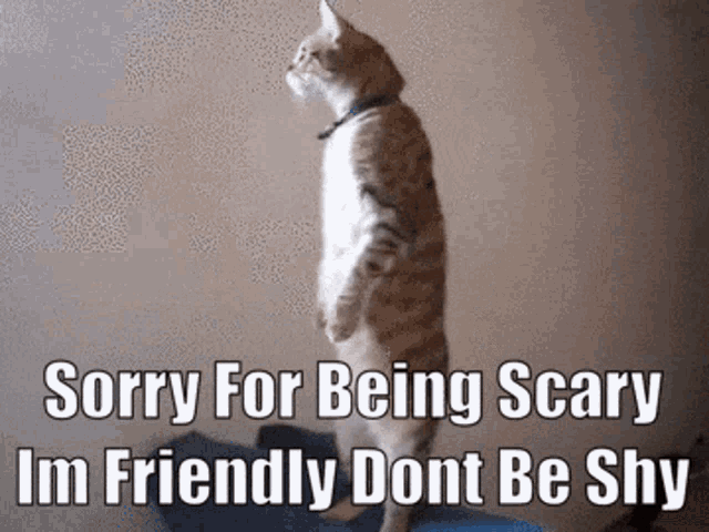 Meow Cat GIF - Meow Cat Standing GIFs