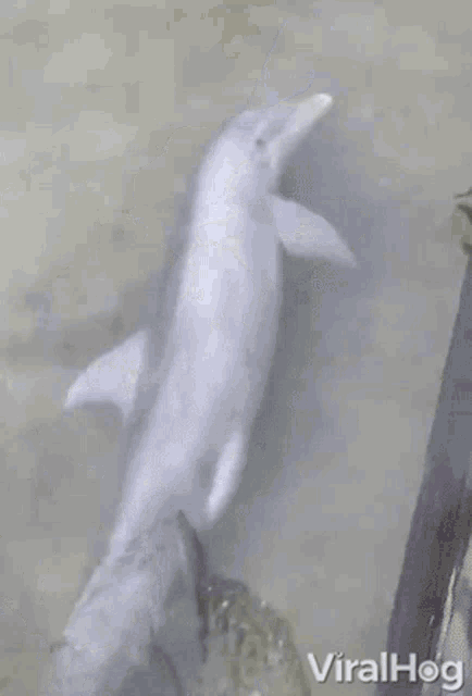 Swimming Viralhog GIF - Swimming Viralhog Dolphin GIFs