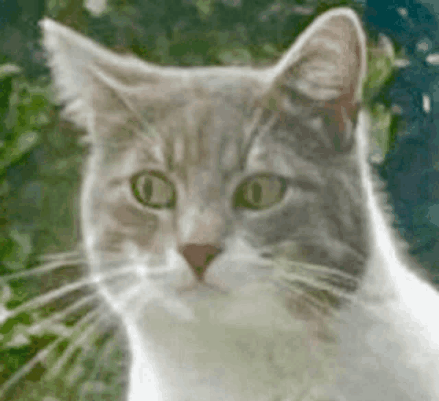a close up of a gray and white cat 's face looking at the camera .