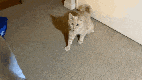Cat Catjumping GIF - Cat Catjumping Catonbed GIFs