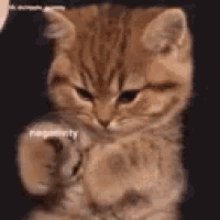 a close up of a kitten pointing at the camera with its paw .