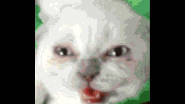 a close up of a white cat with its mouth open .