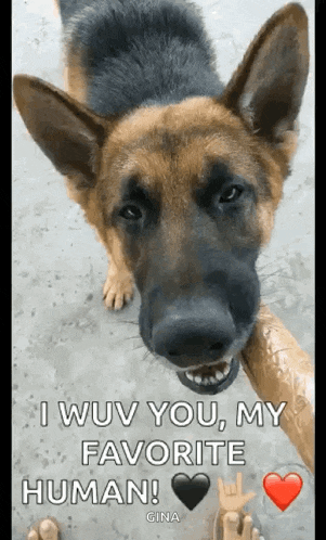 a german shepherd dog is standing next to a person holding a stick and looking at the camera .