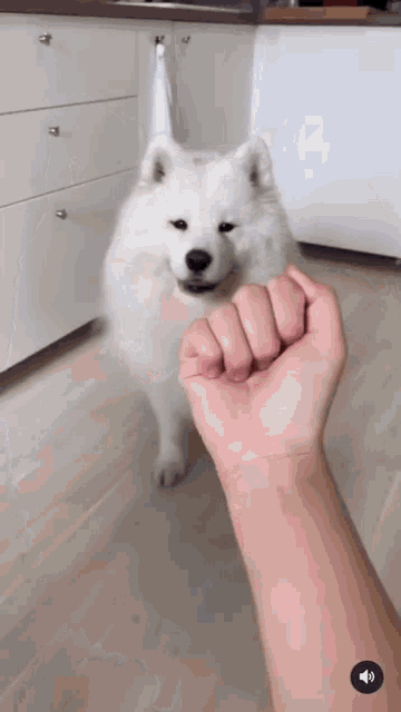a white dog standing next to a person 's hand