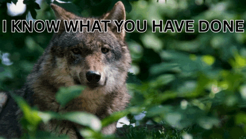a wolf with the words " i know what you have done " above it