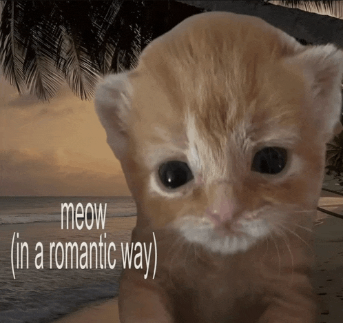 a kitten with the words meow ( in a romantic way ) on the bottom