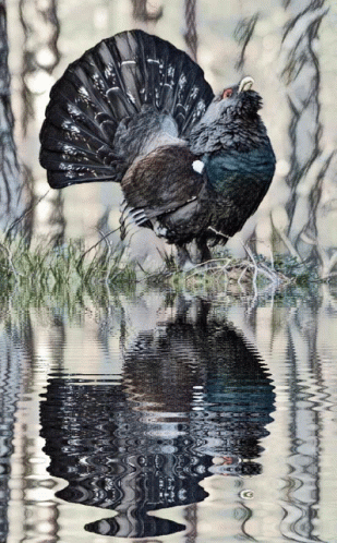 Western Capercaillie Bird GIF - Western Capercaillie Bird Water GIFs