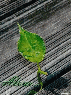 Leaf GIF - Leaf GIFs