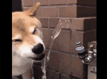 a dog is drinking water from a faucet outside of a building .
