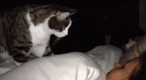 Wake Up Hooman Cat GIF - Wake Up Hooman Cat Cute GIFs