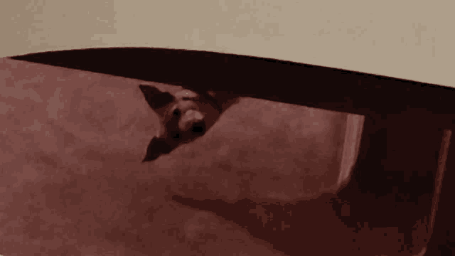 a dog is sticking its head out of a hole in a wall