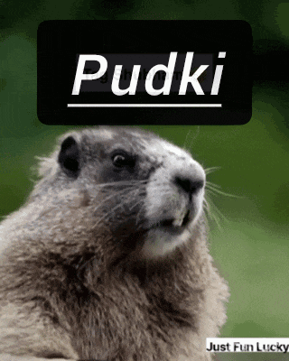 a picture of a ground squirrel with the name pudki on it
