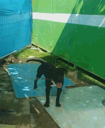 Isa Dogs GIF - Isa Dogs GIFs