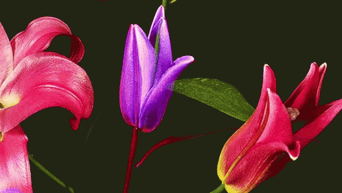Red Violet GIF - Red Violet Flowers GIFs