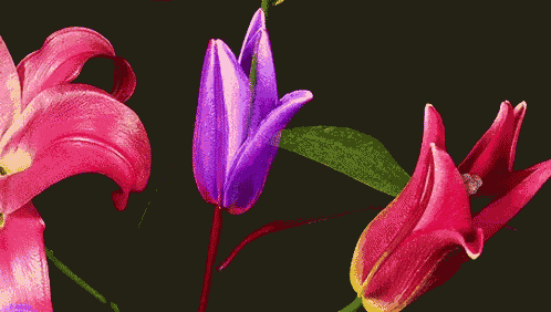pink and purple flowers with green leaves on a black background
