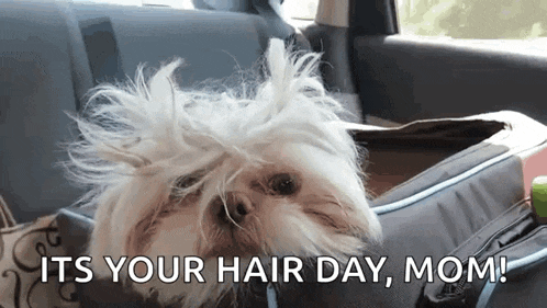a small white dog is sitting in the back seat of a car with its hair blowing in the wind and the words its your hair day mom .