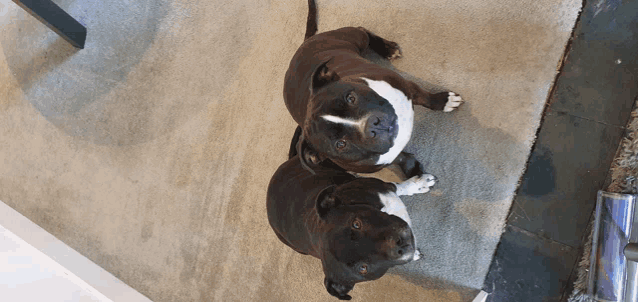 two dogs are looking up at the camera on a carpet