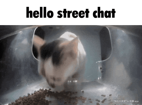 a cat is eating food in a bowl with the words hello street chat above it