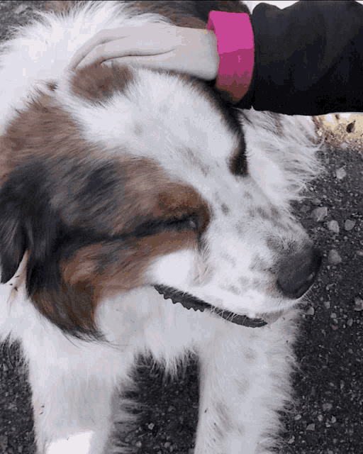 a person petting a brown and white dog with their hand on its head