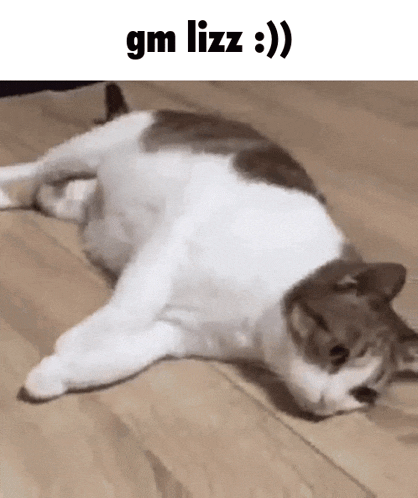 a cat laying on its back on a wooden floor .