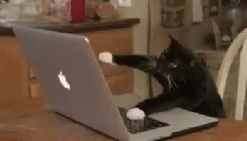 Cats Typing GIF - Cats Typing Working Hard GIFs