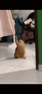 a cat is laying on its back on a tiled floor in a room .