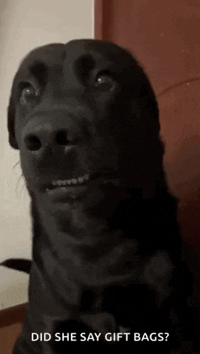 a black dog is making a funny face while looking at the camera .