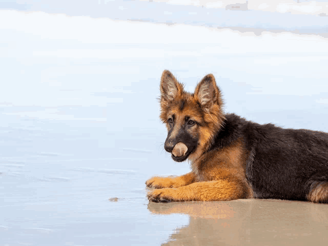 a german shepherd puppy laying on a beach with its tongue out
