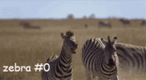 Zebra Zebras GIF - Zebra Zebras Animal GIFs