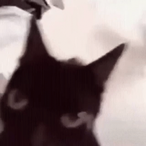 Angry Black GIF - Angry Black Cat GIFs