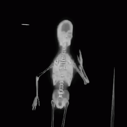 Skeleton Relieved GIF - Skeleton Relieved Reaction GIFs