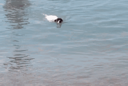 a black and white dog is running in the water on a rocky beach