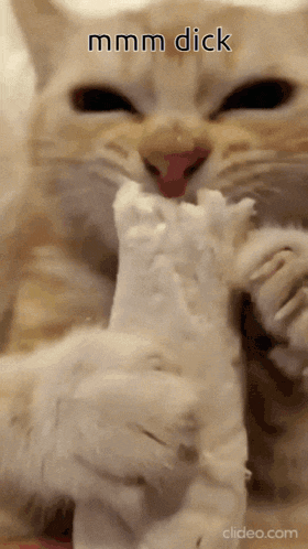 a close up of a cat eating a piece of bread with the words mmmm dick above it