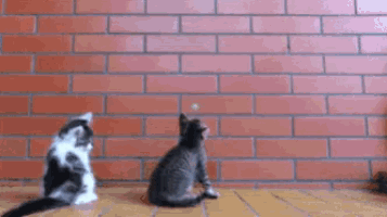 two kittens are playing with a toy in front of a brick wall