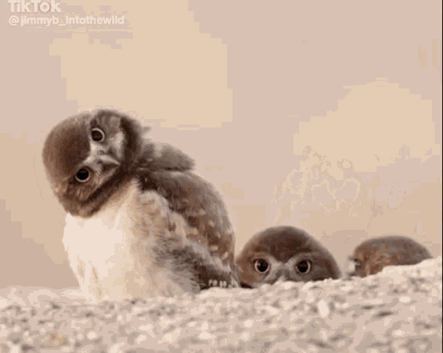 three baby owls are sitting next to each other on a rock .