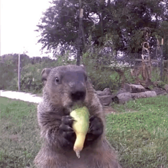 Groundhog Groundhog Eating GIF