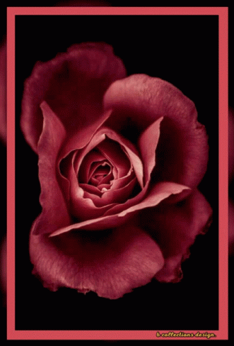Rose Roses GIF - Rose Roses Flowers GIFs