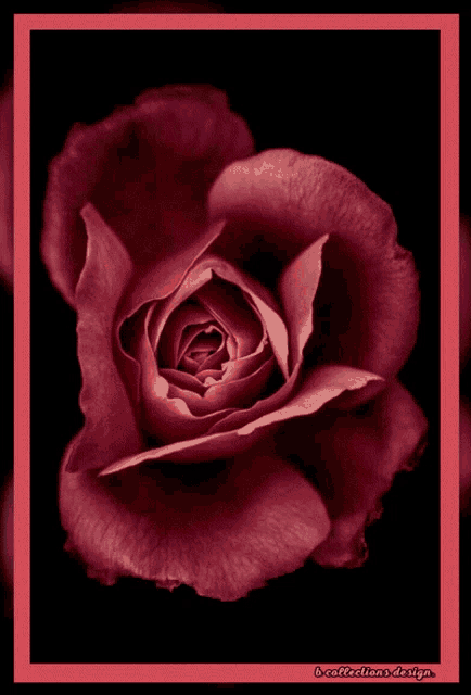 a close up of a red rose on a black background with a red frame