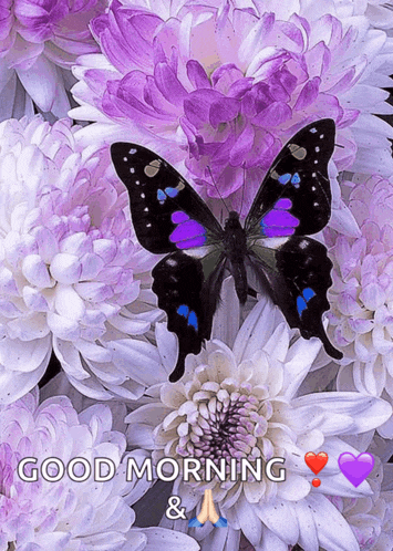 a butterfly is sitting on top of purple and white flowers with the words good morning