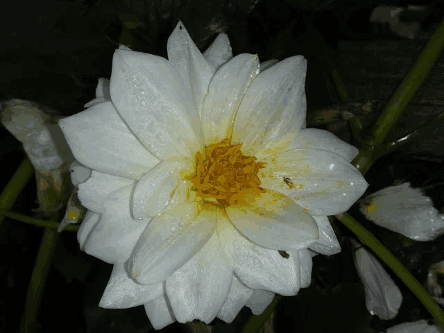 a white flower with a yellow center has water drops on it