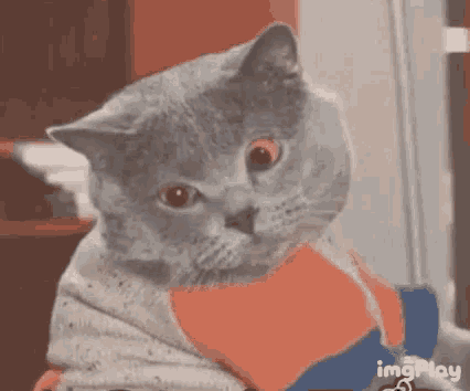 Wink Cat GIF - Wink Cat Funny Animals GIFs