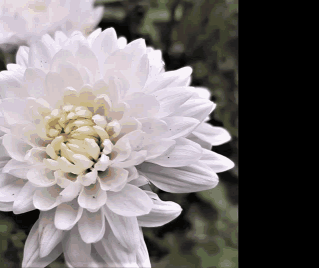 a white flower with a yellow center
