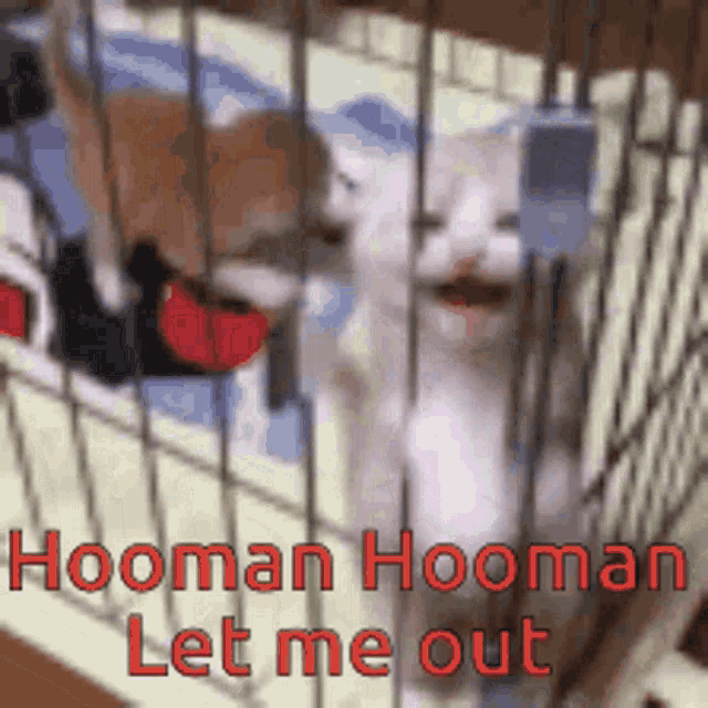 Hooman Let Me Out GIF - Hooman Let Me Out Kittens GIFs