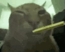 a close up of a cat eating a stick of food .