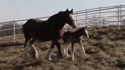 Mommy GIF - Horse Horses Equine GIFs