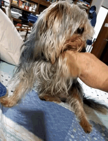 a small dog biting a person 's arm on a blue blanket