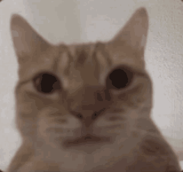 a close up of a cat 's face with a blurry background