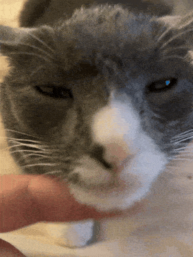 a close up of a gray and white cat being petted by a person